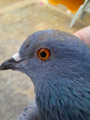 Close up head shot of beautiful pigeon bird, Pigeon close up on blue background