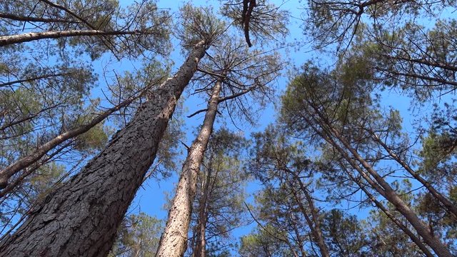 Pine forest with bright clear blue sky in the background.