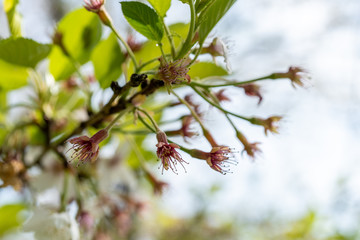 花びらの落ちた桜