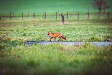 Fuchs Fox