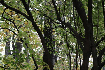 New York in her beautiful autumn suit Central Park