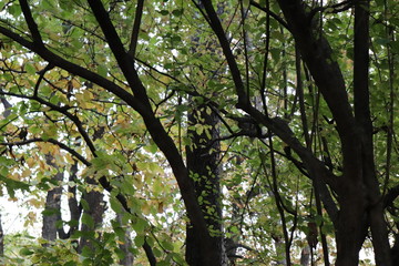 New York in her beautiful autumn suit Central Park
