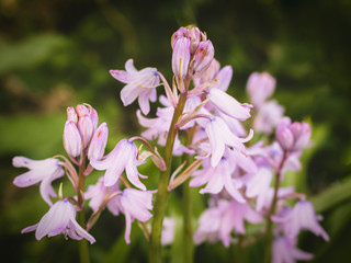 Pink Bluebells in the Garden