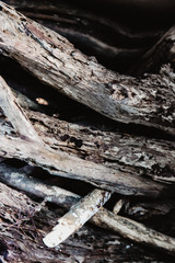 wooden sticks, firewood, wood background