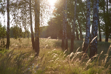 Landscape with birch and grass. Photo landscape with artistic flare and blur. Photo wallpaper