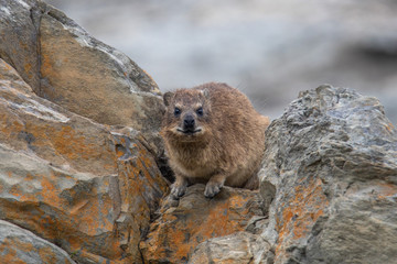 Dassie im Tsitsikamma Nationalpark an der Garden Route in Südafrika