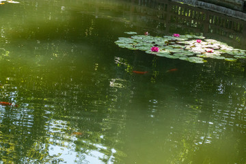 Colorful blue and yellow fish swimming on artificial pond