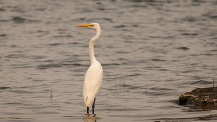 a great white heron by the lake