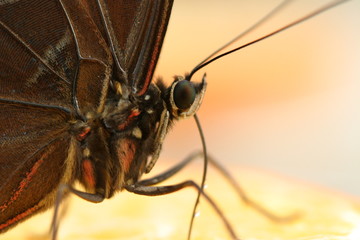 Himmelsfalter (Morpho peleides)