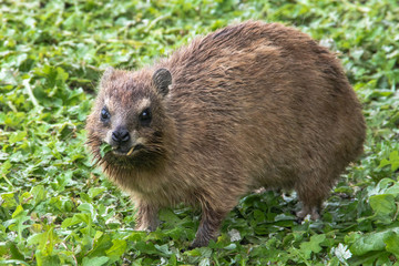 Dassie im Tsitsikamma Nationalpark an der Garden Route in Südafrika