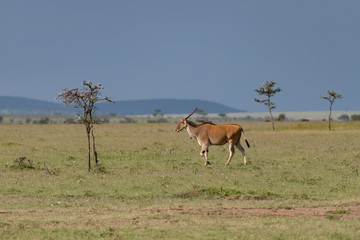 Naklejka na ściany i meble Large Eland Antelope walking in the Kenyan savannah
