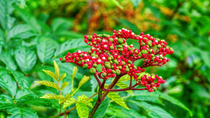 The flowers are beautiful and refreshing on a nature background.