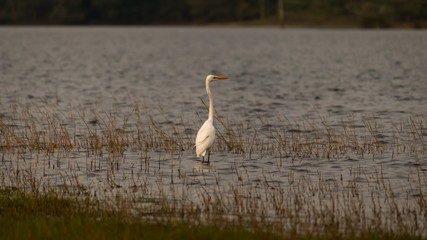 a great white heron gazing by lake shore