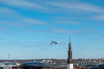 Naklejka premium White gull standing in front of the old town of Tallinn in Estonia