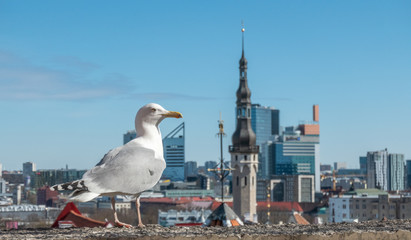 Fototapeta na wymiar White gull standing in front of the old town of Tallinn in Estonia