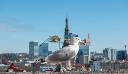White gull standing in front of the old town of Tallinn in Estonia
