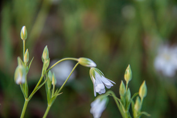 snowdrop flowers in spring