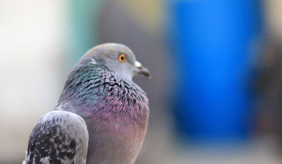Close up head shot of beautiful pigeon bird, Pigeon close up on blue background