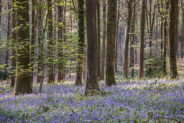 bluebells in the woods