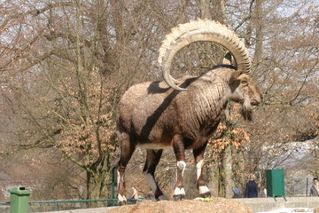 Steinbock (Ibex)