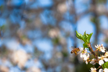 flowering tree apricot blue sky background beginning springtime hope end of quarantine bee pollinates flower