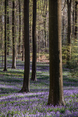 footpath in the woods