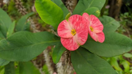 Obraz premium Poppy Flower at home garden