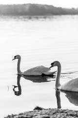 Black and white swans on a lake, sun going down, wildlife