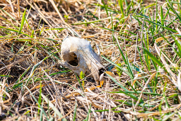 A very old dog skull lies in the grass.