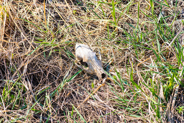 A very old dog skull lies in the grass.