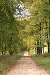 Blick in den herbstlichen Wald mit Weg