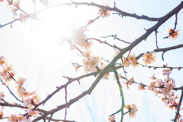 Blooming cherry on a warm spring April day.