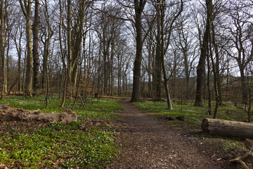 Path in nature reserve and forest 