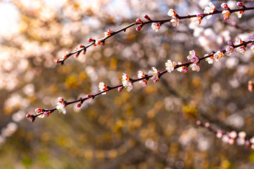 Blooming cherry on a warm spring April day.