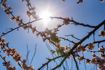 Blooming cherry on a warm spring April day.