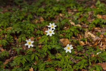 Windflowers (Anemone nemorosa) standing in the ground among dead leaves at the beginning of spring.  
