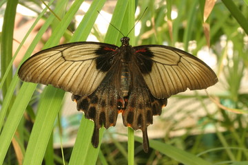 Blauer Ritterfalter - weiblich --- Papilio rumanzovia