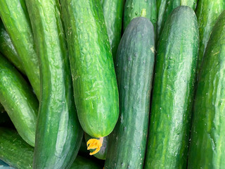 Green cucumbers on shelf in supermarket. Organic eating. Agriculture retailer.