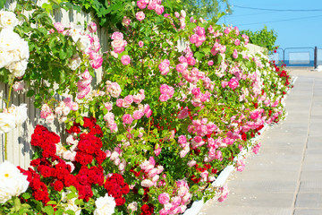 Fototapeta na wymiar seaside alley with garden of roses
