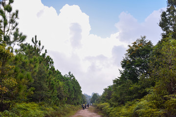 Fototapeta na wymiar The walk path with trees in the tropical forest and cloudy blue sky background on sunny day in Thailand