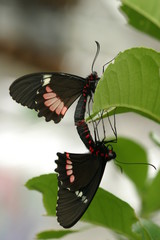 Rotgetüpfelter Schwalbenschwanz (Papilio anchisiades)
