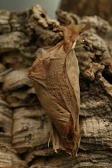 Atlasfalter (Attacus atlas)