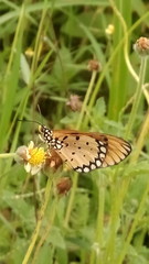 butterfly on a flower