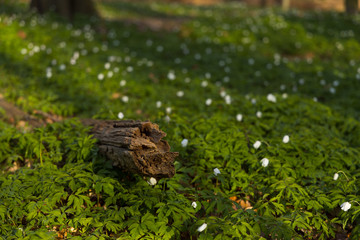 Plenty of windflowers (Anemone nemorosa) creating a green floor in the popular nature reserve 