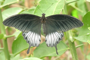 Obraz premium Gelbrand Schwalbenschwanz (Papilio lowii)