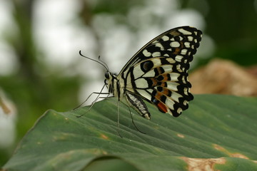 Fototapeta na wymiar Limetten Schwalbenschwanz (Papilio demoleus)