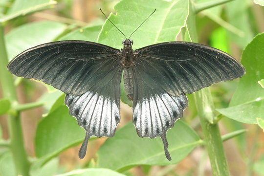 Gelbrand Schwalbenschwanz (Papilio lowii)