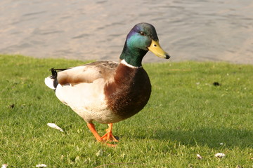 Stockente (Anas platyrhynchos)