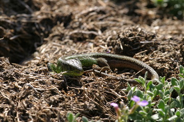 Fototapeta premium Smarakteidechse (Lamprolepis smaragdina)