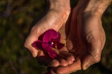 Spa and wellness details. Male hands with orchids in water. Man spa concept.